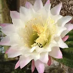 I Giardini Di Margius Itri