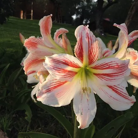 I Giardini Di Margius Alloggio per agriturismo *