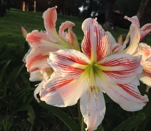 I Giardini Di Margius Farmház *